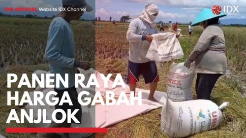 Panen Raya Harga Gabah Anjlok