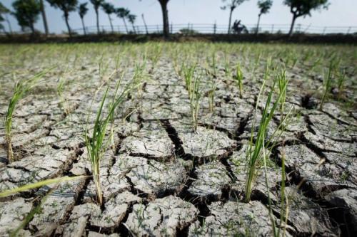 Kementan Sebut 58 Negara Alami Kekurangan Pangan