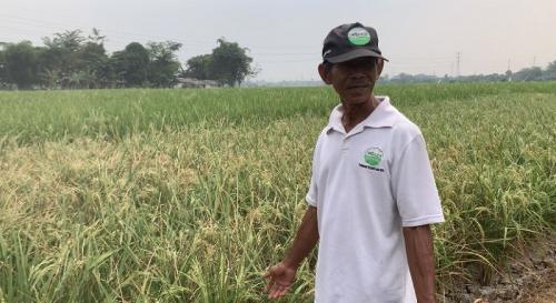 Dampak El Nino Nyata, Petani Kerek Harga Gabah Jadi Rp6 Ribu Per Kg