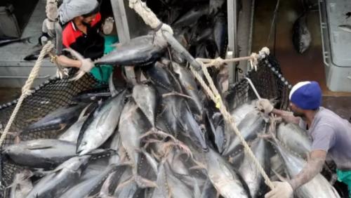 Pelaku Usaha Diminta Patuhi Aturan Bahan Baku Pakan Ikan dari Luar Negeri