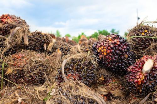 Harga CPO Rebound, Akhiri Pelemahan 3 Hari Beruntun