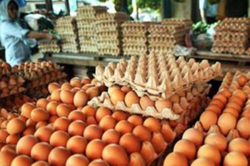 Produksi Telur Diproyeksi Surplus di 2025, Ini Pesan Bapanas agar Harga Tetap Stabil