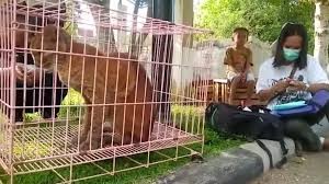 DPR Diminta Masukkan RUU Pelarangan Perdagangan Daging Anjing dan Kucing ke Prolegnas