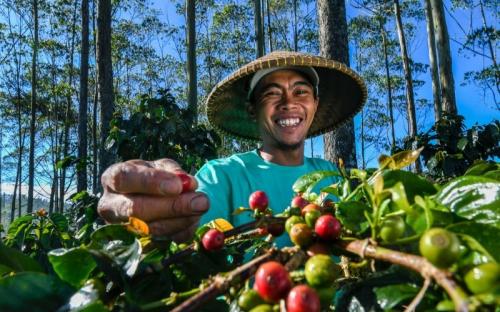 BRI (BBRI) Salurkan Kredit Rp199,83 Triliun ke Sektor Pertanian