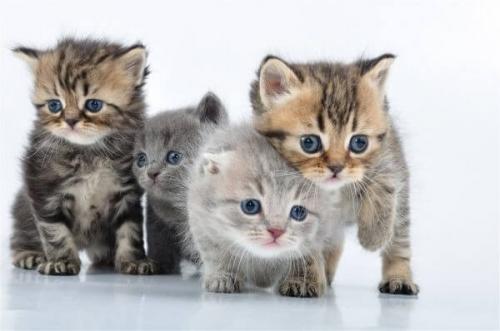 Intip Biaya Grooming Kucing dan Waktu yang Tepat untuk Melakukannya