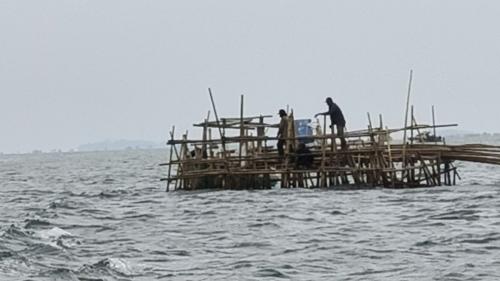 Berkah Pembongkaran Pagar Laut, Nelayan Manfaatkan Bambu untuk Tambak Kerang Hijau