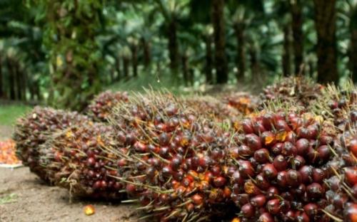 Prospek Perdagagan RI 2025: Minyak Tertekan, Emas dan Sawit Jadi Harapan