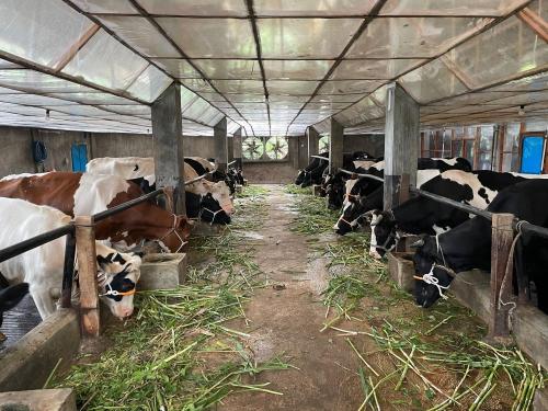 Peternak Sapi di Pasuruan Siap Dukung Program Makan Bergizi Gratis