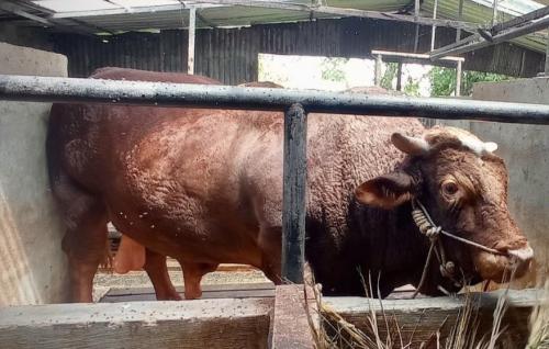 Ini Penampakan Sapi Prabowo Berbobot 1,3 Ton untuk Kurban Iduladha