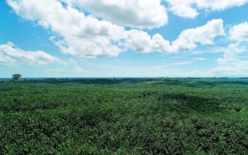 Jutaan Ha Lahan Karet Bakal Diubah Jadi Kebun Sawit, Begini Kata Gapkindo