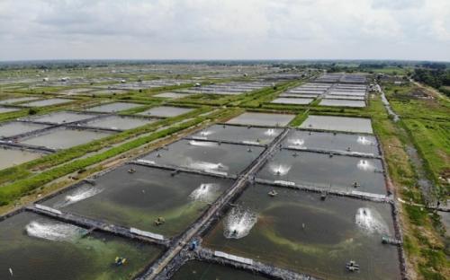 Dongkrak Produksi, CP Prima (CPRO) Siapkan Belanja Modal Rp200 Miliar di 2025