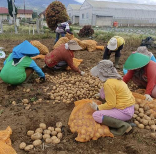 Produktivitas Kentang Kerinci Tembus 18 Ton per Hektare, Kementan Perluas Akses Pasar dan Hilirisas