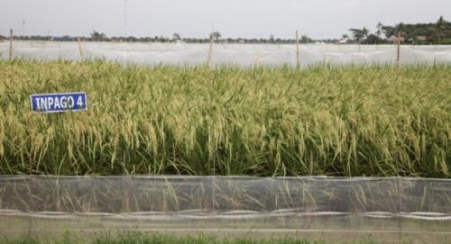 Antisipasi Musim Kemarau, Kementan Dorong Petani Manfaatkan Varietas Padi Adaptif