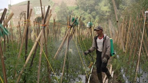 Petani Sayur Kecipratan Berkah Program MBG, Pendapatan Naik hingga 60 Persen