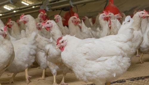 Restrukturisasi MBG Dinilai Tak Ganggu Prospek Saham Poultry