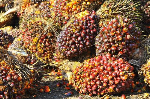 Ekspor CPO Semester I-2026 Melambat, BPS Soroti Dampak Penerapan B50 dan El Nino