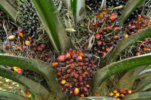 Harga CPO Tembus Level Tertinggi sejak Akhir 2024, Intip Gerak Saham BWPT-SIMP Cs
