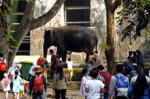 Pengunjung Ragunan Diproyeksi Capai 100 Ribu Orang di Libur Panjang Isra Mi’raj dan Imlek