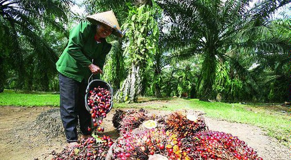 2 hektar sawit bisa menghasilkan berapa ton
