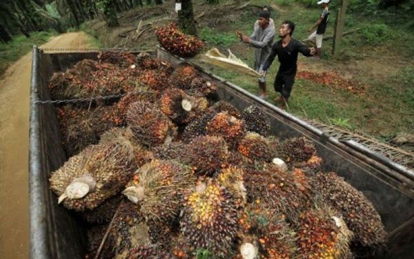 Laba BWPT Naik 16 Persen Jadi Rp215 Miliar hingga Juni 2026