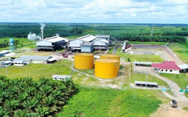Pinago Utama (PNGO) Resmi Ganti Nama Jadi AEP Pinago Plantations Mulai Hari Ini
