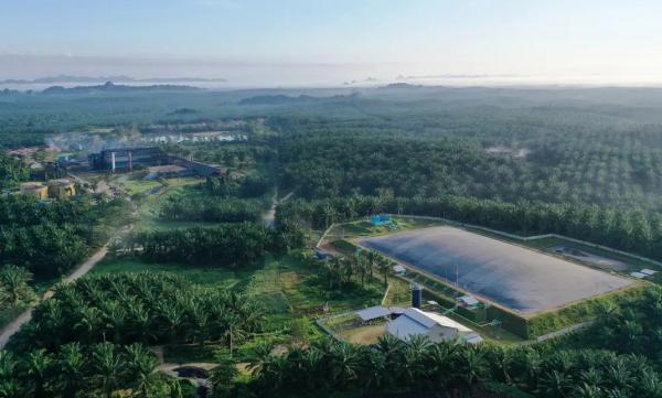 Kisruh FELDA Sempat Mencuat Lagi, BWPT Dinilai Punya Katalis Baru