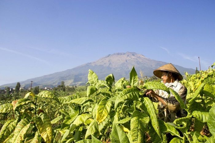 PTPN X Produksi 8.977 Ton Tembakau hingga Agustus 2021 (Dok.MNC Media)