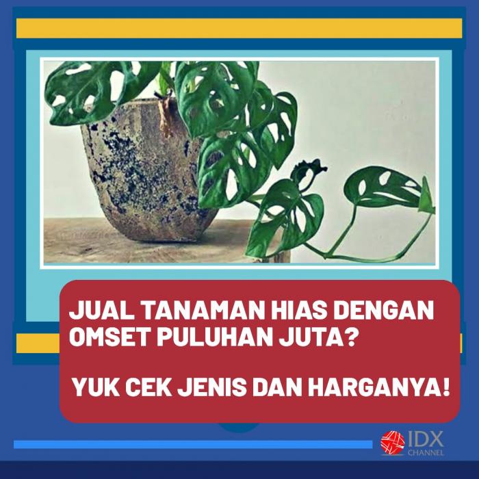 Jual Tanaman Hias dengan Omset Puluhan Juta? Yuk Cek Jenis dan Harganya. (Foto: Tim Digital Marketing IDX Channel)