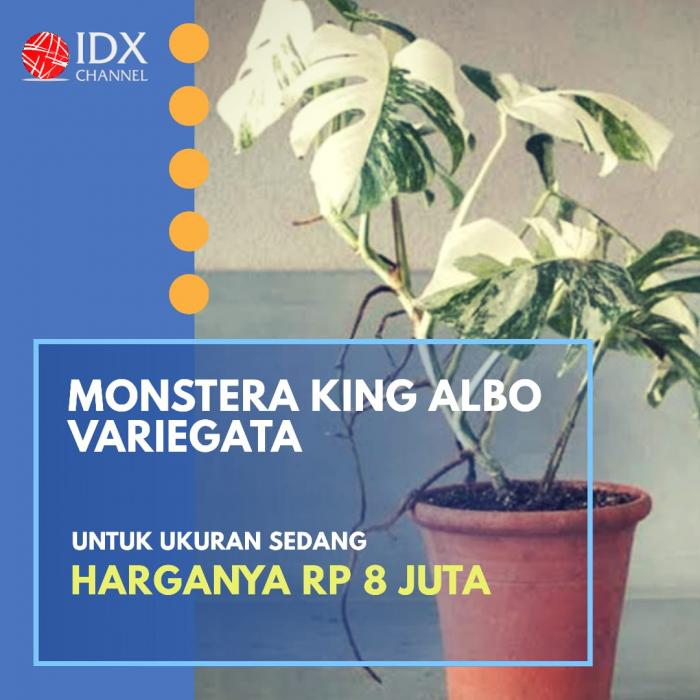 Jual Tanaman Hias dengan Omset Puluhan Juta? Yuk Cek Jenis dan Harganya. (Foto: Tim Digital Marketing IDX Channel)