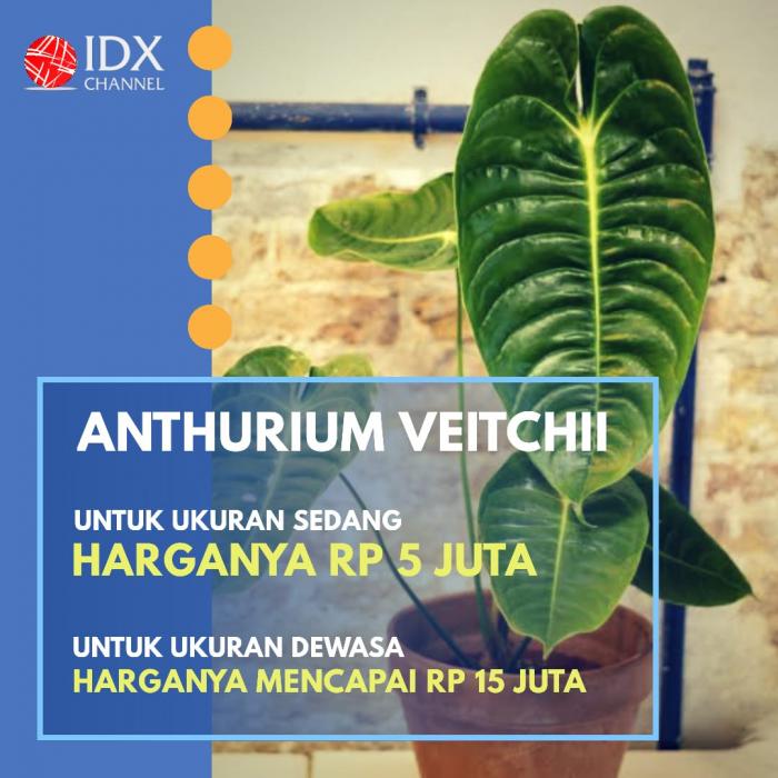 Jual Tanaman Hias dengan Omset Puluhan Juta? Yuk Cek Jenis dan Harganya. (Foto: Tim Digital Marketing IDX Channel)