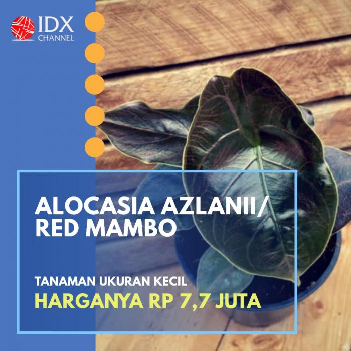 Jual Tanaman Hias dengan Omset Puluhan Juta? Yuk Cek Jenis dan Harganya. (Foto: Tim Digital Marketing IDX Channel)