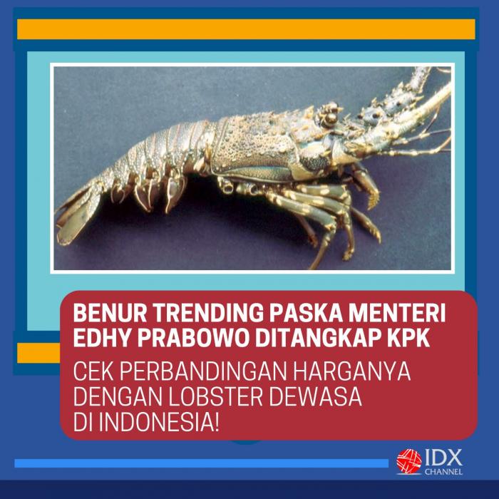 Edhy Prabowo Ditangkap KPK, Cek Jenis dan Harga Lobster di RI. (Foto: Tim Digital Marketing IDX Channel)