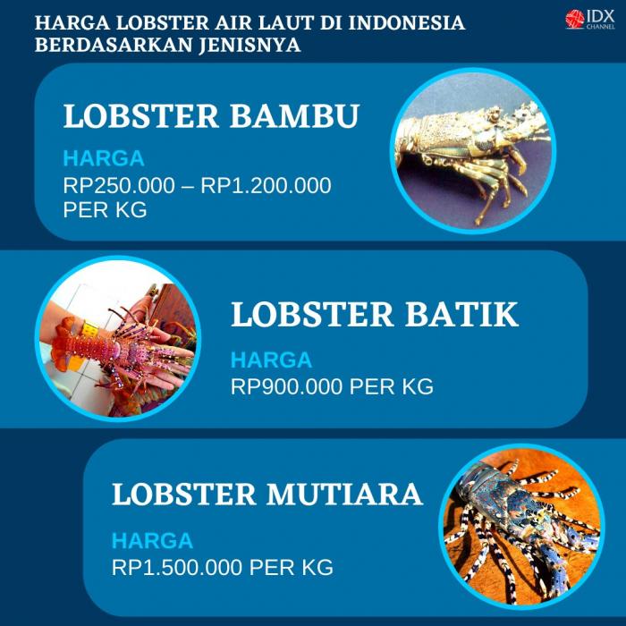 Edhy Prabowo Ditangkap KPK, Cek Jenis dan Harga Lobster di RI. (Foto: Tim Digital Marketing IDX Channel)