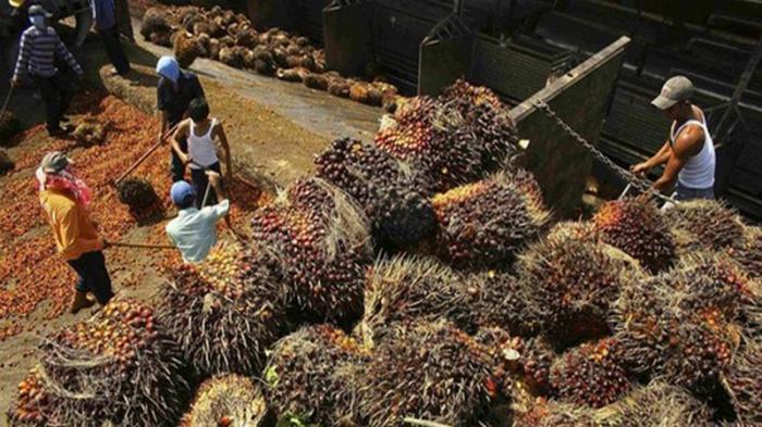 Harga CPO terus menguat dalam beberapa waktu terakhir (Ilustrasi)