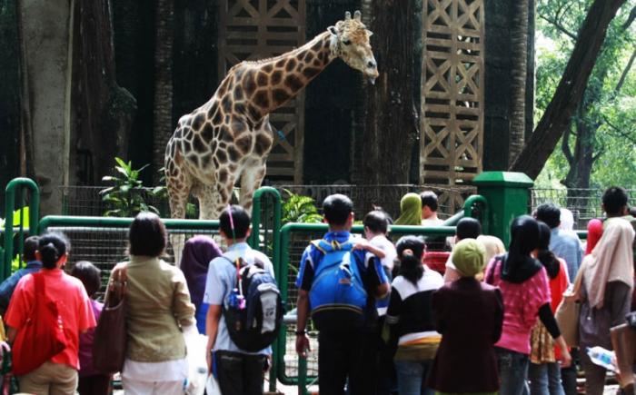 Jakarta Masuk PPKM Level 2, Ragunan Bakal Dibuka Lagi? (Foto:MNC Media)