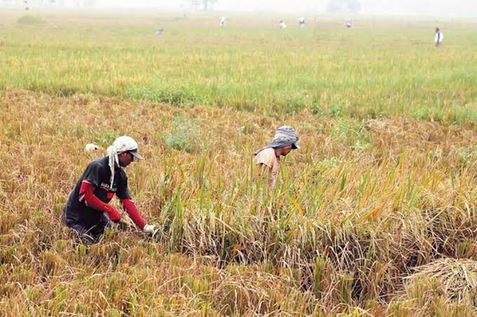 Miris! Kesejahteraan Petani Masih Jauh dari Berkecukupan, Ini Kata Wapres (FOTO:MNC Media)