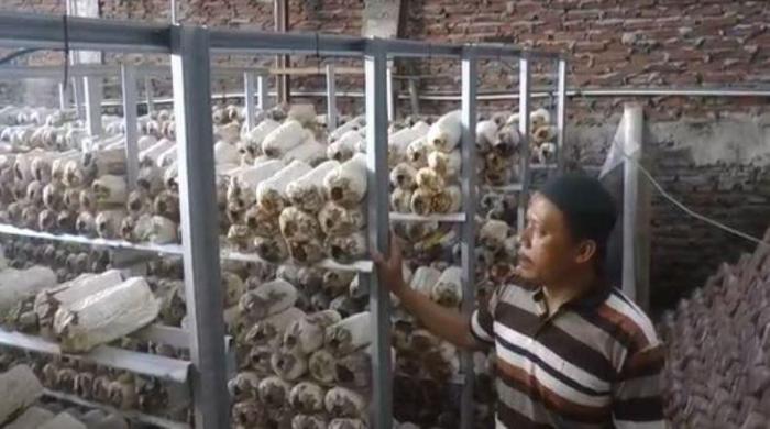 Petani jamur tiram di Kota Semarang Jawa Tengah memanfaatkan sistem robotik untuk meningkatkan produktivitas. (Foto: MNC Media)