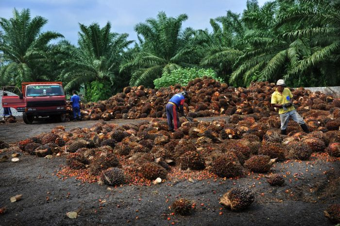 Hari Ini Harga Cpo Menguat Bagaimana Potensinya Di Dalam Negeri