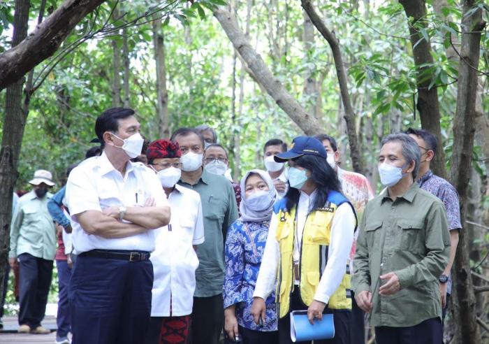 Menko Luhut meninjau Hutan Mangrove di kawasan Bali untuk persiapan kegiatan G20 yang akan berlangsung pada November 2022 mendatang. (Foto: MNC Media)