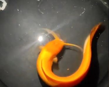 Viral Ikan Lele Ditawar Rp5 Triliun Tapi Ditolak, Ini Alasannya. (Foto: TikTok @mtdg)