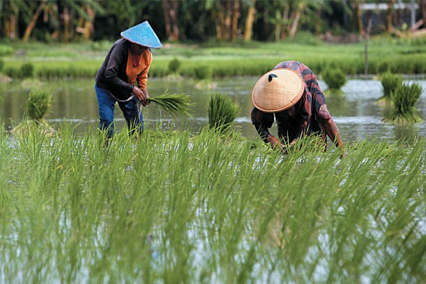 Soal Pemutihan Utang Petani, Wamentan: Kita Tunggu dan Ikuti Prosesnya. Foto: MNC Media.