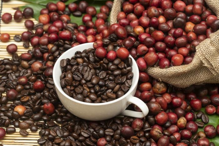 7 Biji Kopi Termahal di Dunia Selain Luwak, Harganya Hampir Rp50 Juta Sekilo