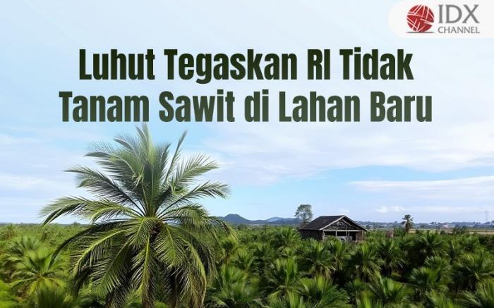 Luhut Tegaskan RI Tidak Tanam Sawit di Lahan Baru. Grafis: Bayu Airlangga