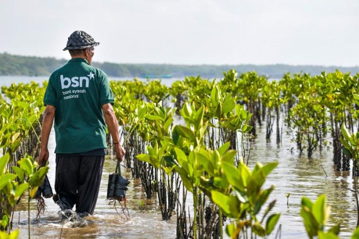 Bank BSN bersama Mahasiswa Peduli Lingkungan Pesisir melaksanakan kegiatan monitoring pertumbuhan mangrove di kawasan konservasi Eco Mangrove Segara Ayu