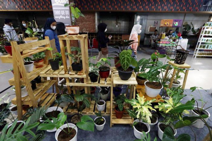 Pengunjung melihat berbagai jenis tanaman hias pada pameran yang digelar di Mal Bintaro Exchange, Tangerang Selatan, Banten, Kamis (25/2/2021).