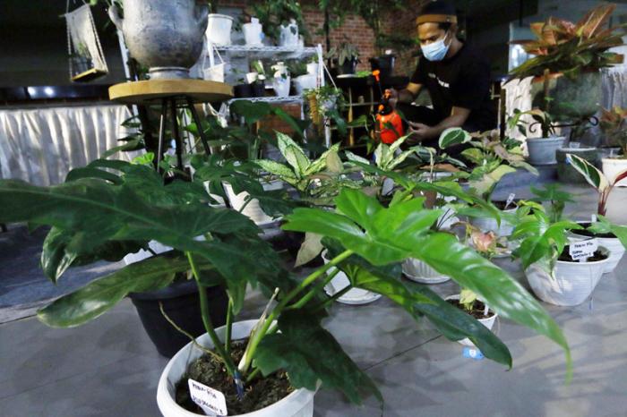 Pameran ini menyediakan berbagai tanaman hias ternama seperti monstera, anthurium, redaglaonema, caladium hibrida dan berbagaia jenis tanaman lainnya.