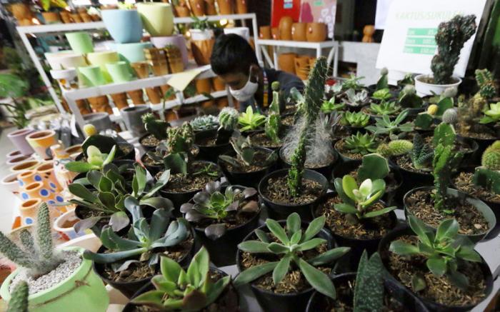 Pameran ini menyediakan berbagai tanaman hias ternama seperti monstera, anthurium, redaglaonema, caladium hibrida dan berbagaia jenis tanaman lainnya.