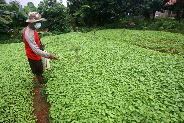 Petani sedang merawat tanaman bayam di kawasan Pedurenan, Kota Bekasi, Jawa Barat, Sabtu (20/3/2021).