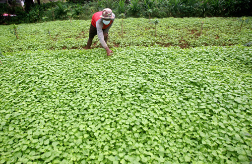 Petani sedang merawat tanaman bayam di kawasan Pedurenan, Kota Bekasi, Jawa Barat, Sabtu (20/3/2021).