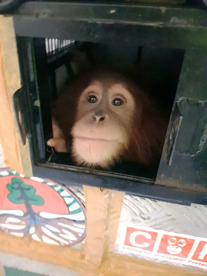 Petugas kargo memasukkan kontainer berisi empat orangutan ke dalam bagasi pesawat Garuda Indonesia di Bandara  Yogyakarta, Selasa (13/4/2021).